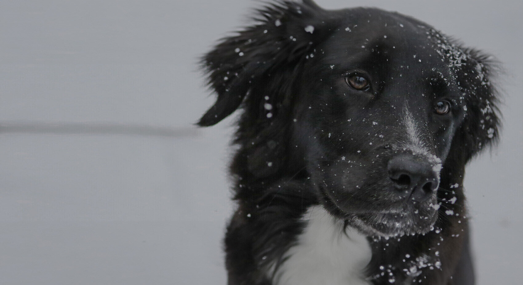 Aloe First #040 - Familiedyrlgen Din dyrlge i Ikast og Herning | Dyrlge  Ikast | Dyrlge Herning | Hill's Ikast | Specific Ikast | Hundemad Ikast