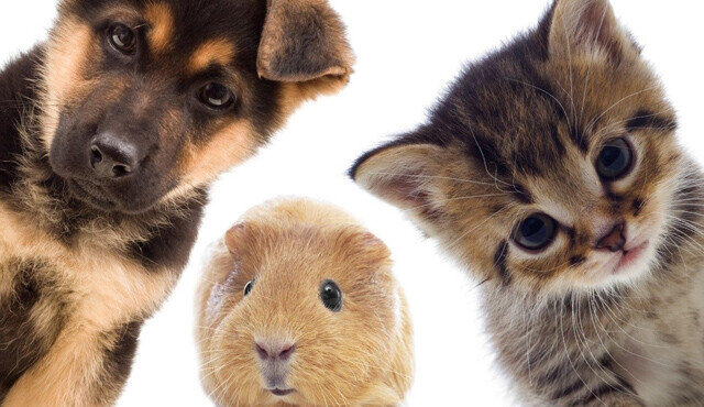 En hund, kat og et marsvin, i frøperspektiv